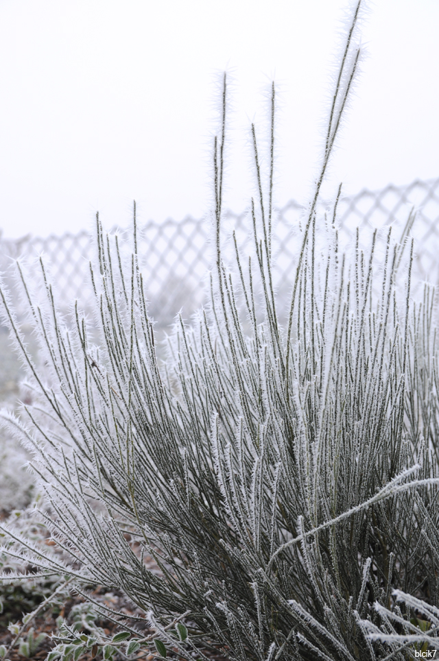 Ginster bei bilck7 im Garten