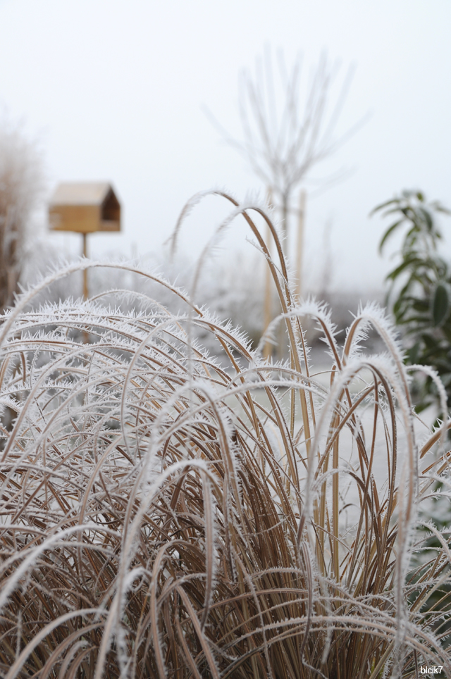 der blick7-Garten im Januar 2017