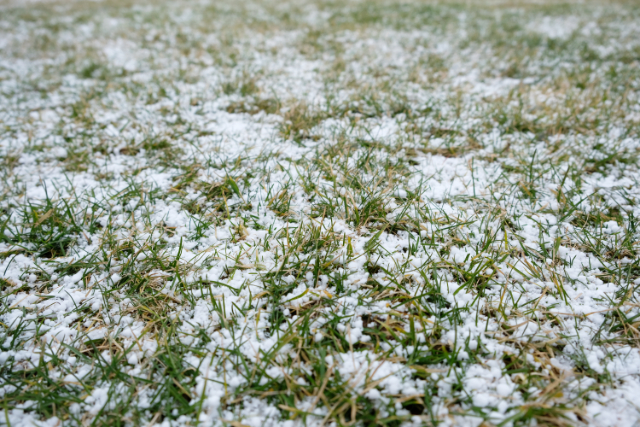 schnee rasen